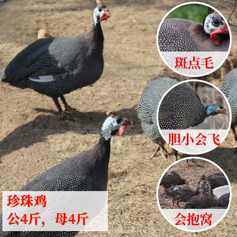 推荐一款“八闵十三水辅助器下载”附开挂脚本详细步骤
