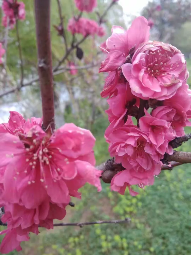 一键必胜“家家乐牌吧免费开挂”附开挂脚本详细步